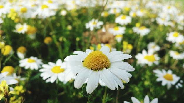 Photo vue rapprochée des fleurs de marguerites blanches