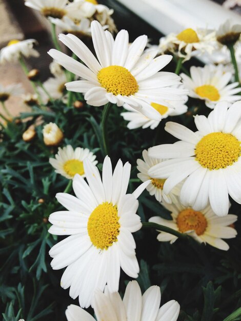 Photo vue rapprochée des fleurs de marguerites blanches