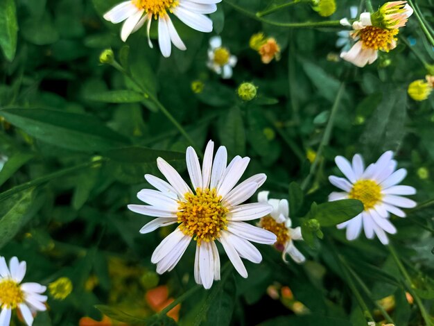 Photo vue rapprochée des fleurs de marguerites blanches