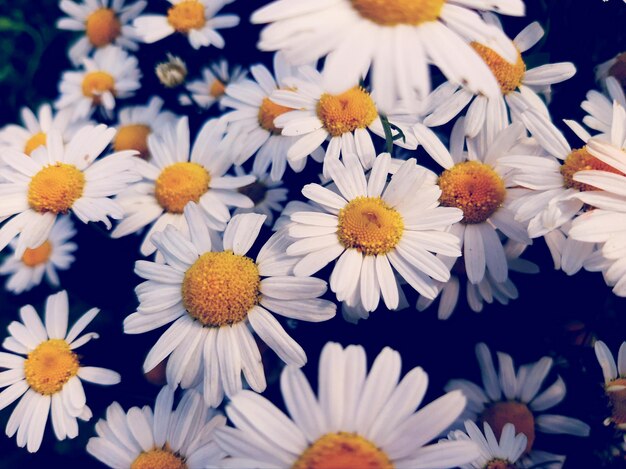 Photo vue rapprochée des fleurs de marguerites blanches