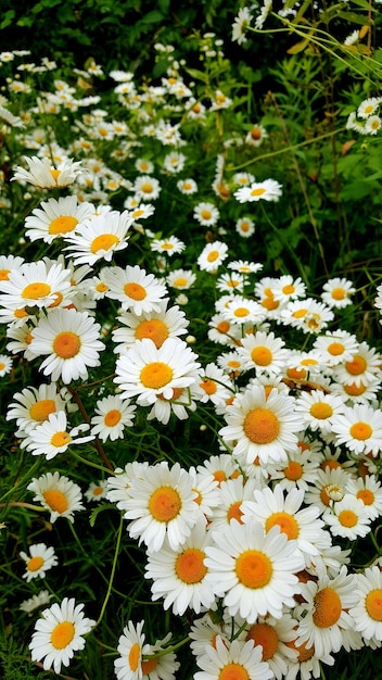 Vue rapprochée des fleurs de marguerites blanches