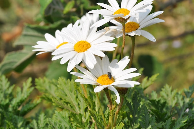 Vue rapprochée des fleurs de marguerites blanches