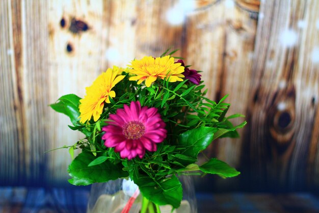 Photo vue rapprochée de fleurs multicolores qui fleurissent à l'extérieur