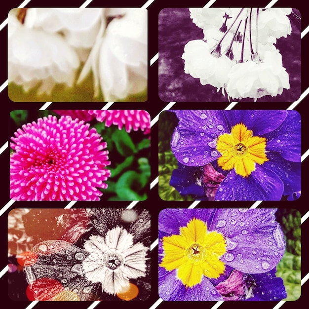 Photo vue rapprochée des fleurs multicolores