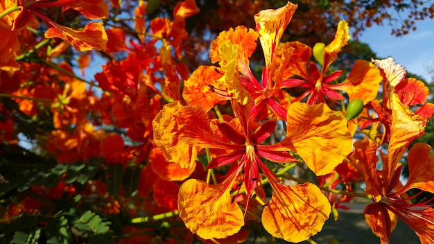 Vue rapprochée des fleurs d'orange