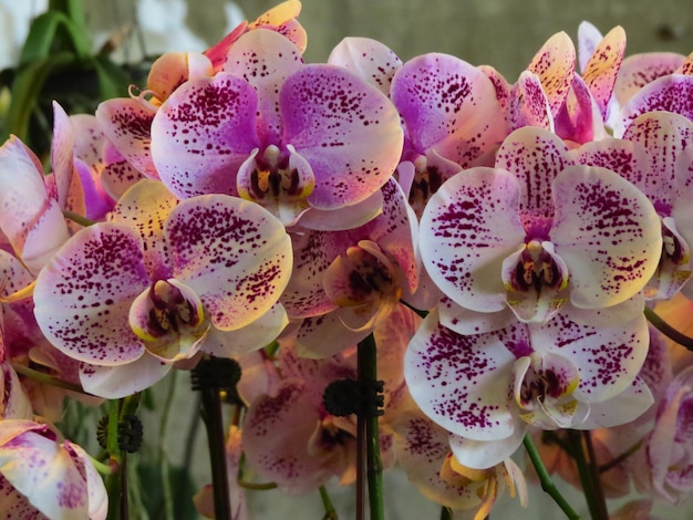 Photo vue rapprochée des fleurs d'orchidées roses