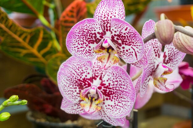 Photo vue rapprochée des fleurs d'orchidées roses