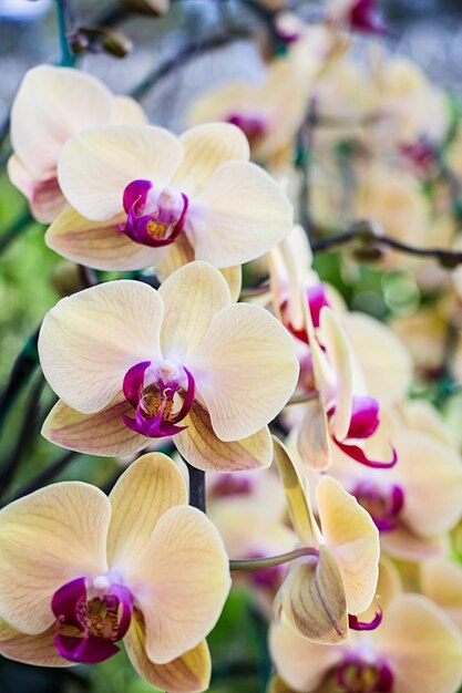 Photo vue rapprochée des fleurs d'orchidées roses