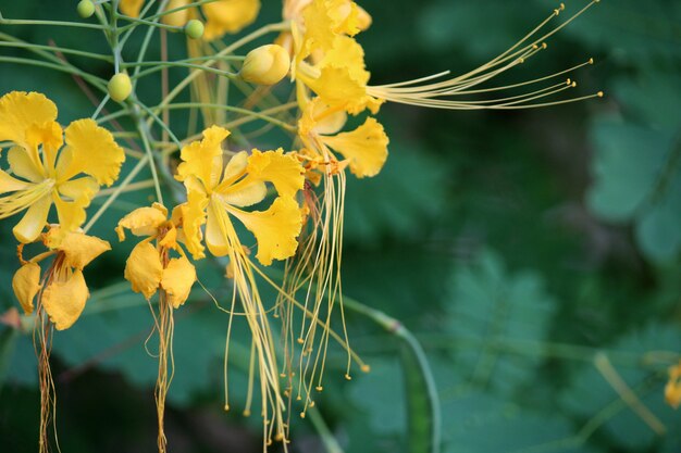 Vue rapprochée des fleurs de paon jaune.