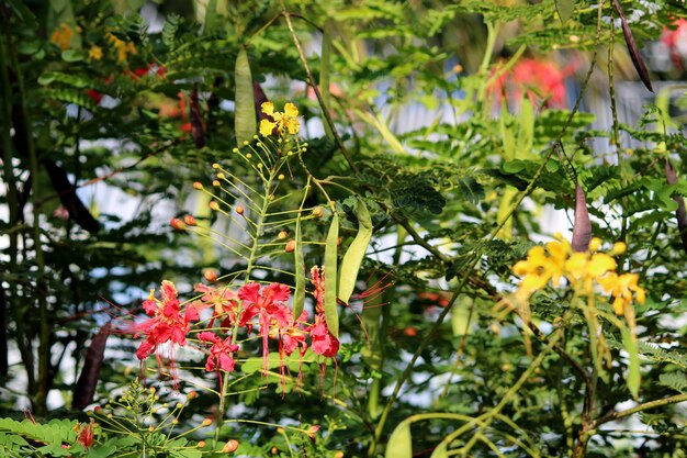 Vue rapprochée des fleurs de paon.