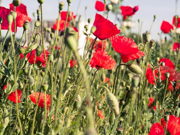 Photo vue rapprochée des fleurs de pavot qui fleurissent sur le champ