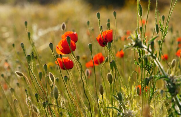 Photo vue rapprochée des fleurs de pavot rouge sur le champ