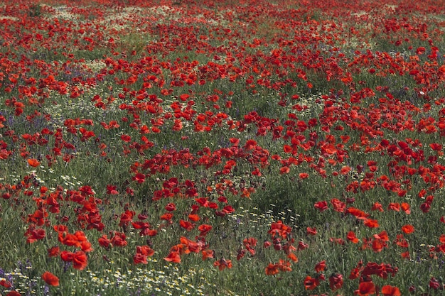 Photo vue rapprochée des fleurs de pavot rouge sur le champ