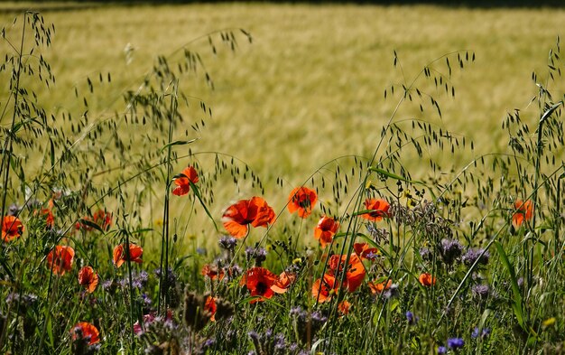 Photo vue rapprochée des fleurs de pavot rouge sur le champ