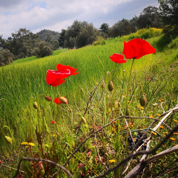 Photo vue rapprochée des fleurs de pavot rouge sur le champ