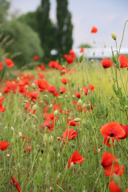 Vue rapprochée des fleurs de pavot rouge sur le champ