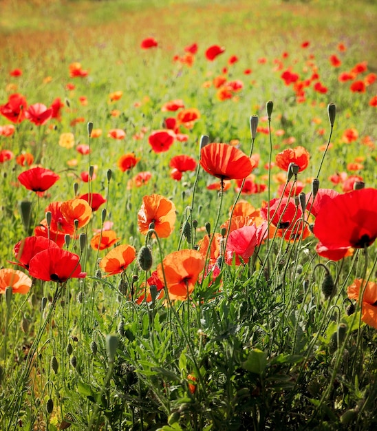 Vue rapprochée des fleurs de pavot rouge dans le champ