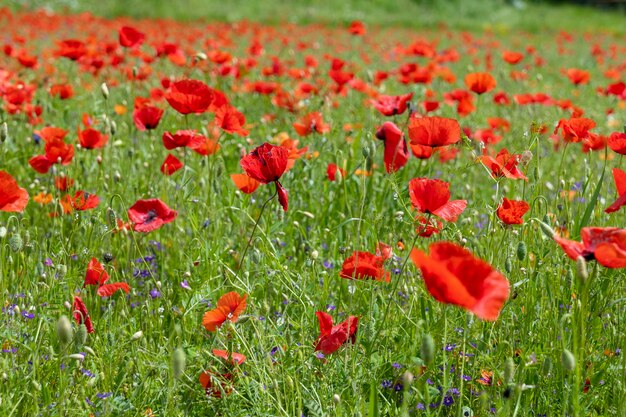 Vue rapprochée des fleurs de pavot rouge dans le champ