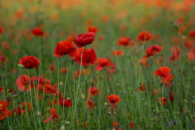 Photo vue rapprochée des fleurs de pavot rouge dans le champ