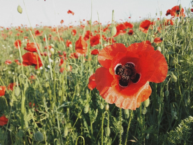 Photo vue rapprochée des fleurs de pavot rouge