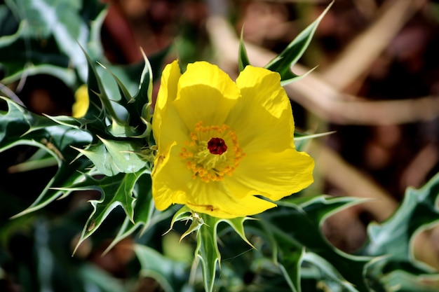 Vue rapprochée des fleurs de plantes sauvages