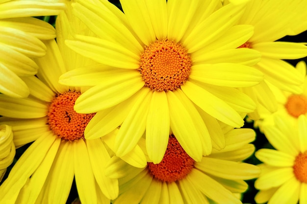 Vue rapprochée de fleurs de pyrèthre en fleurs jaunes colorées dans le jardin