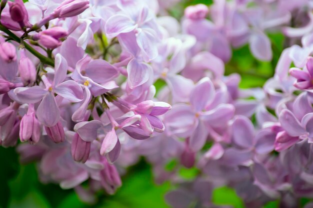 Vue rapprochée des fleurs qui fleurissent sur l'arbre