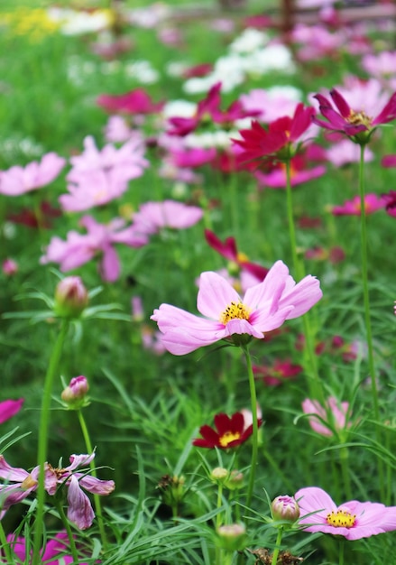 Vue rapprochée des fleurs qui fleurissent sur le champ
