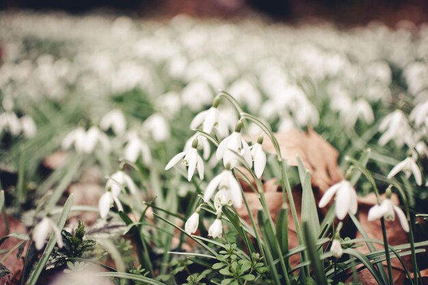 Vue rapprochée des fleurs qui fleurissent dans le champ