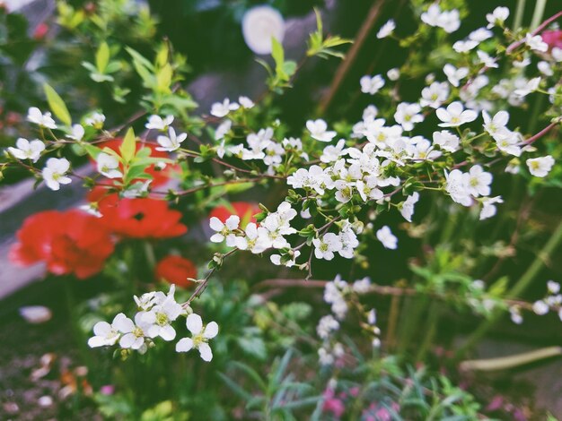 Photo vue rapprochée des fleurs qui fleurissent à l'extérieur