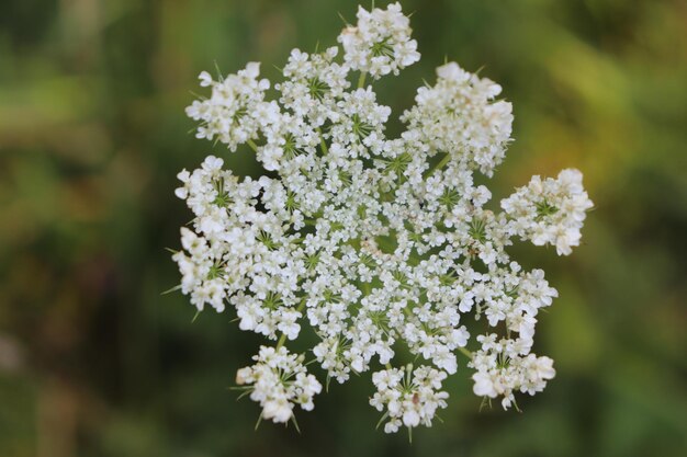 Photo vue rapprochée des fleurs qui fleurissent à l'extérieur