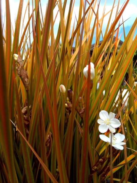 Photo vue rapprochée des fleurs qui fleurissent à l'extérieur