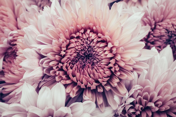 Photo vue rapprochée des fleurs qui fleurissent à l'extérieur