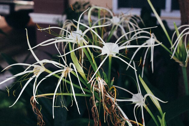 Photo vue rapprochée des fleurs qui fleurissent à l'extérieur