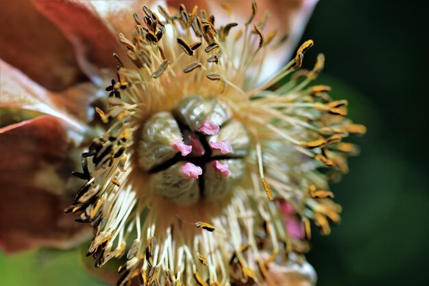 Photo vue rapprochée des fleurs qui fleurissent à l'extérieur