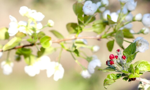 Photo vue rapprochée des fleurs qui fleurissent à l'extérieur