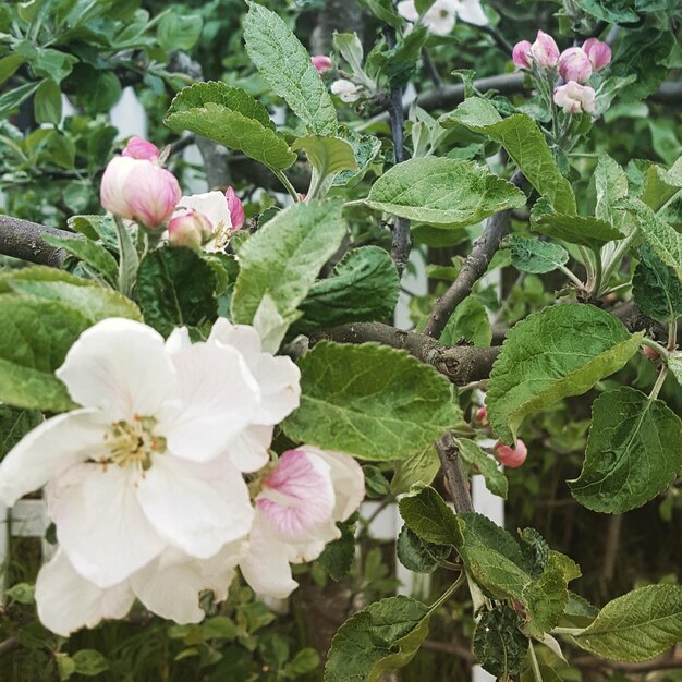 Photo vue rapprochée des fleurs qui fleurissent à l'extérieur