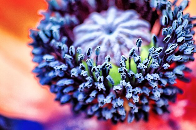 Photo vue rapprochée des fleurs qui fleurissent à l'extérieur