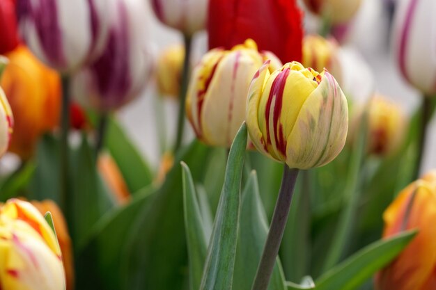 Photo vue rapprochée des fleurs qui fleurissent à l'extérieur