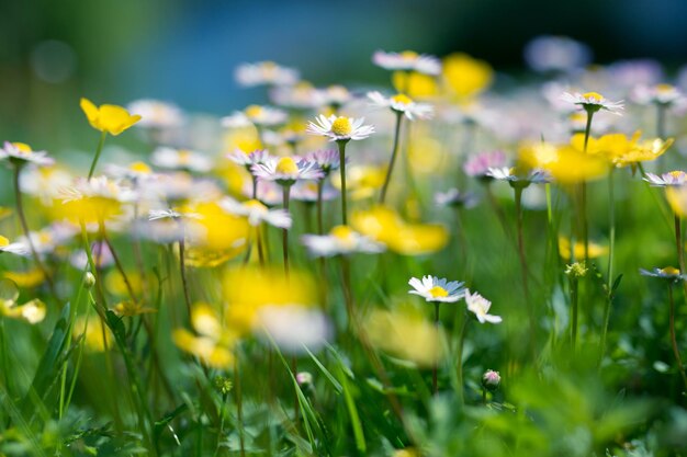 Photo vue rapprochée des fleurs qui fleurissent à l'extérieur