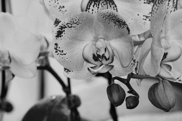 Photo vue rapprochée des fleurs qui fleurissent à l'extérieur