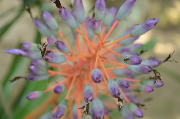 Photo vue rapprochée des fleurs qui poussent sur l'arbre