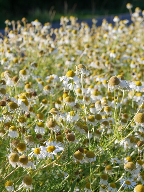 Vue rapprochée des fleurs qui poussent sur le champ