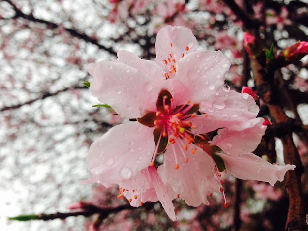 Photo vue rapprochée des fleurs roses sur une branche