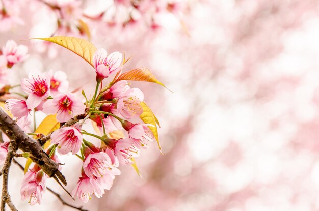 Photo vue rapprochée des fleurs roses sur une branche