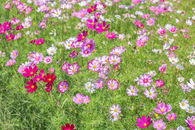 Vue rapprochée des fleurs roses sur le champ