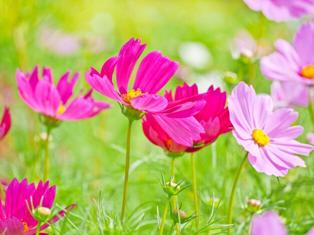 Vue rapprochée des fleurs roses sur le champ