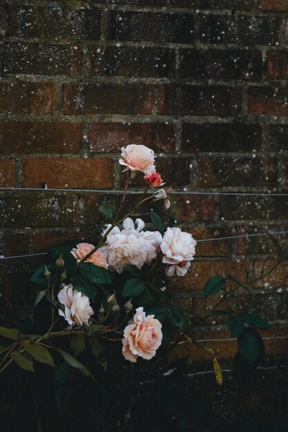 Photo vue rapprochée des fleurs roses sur le mur