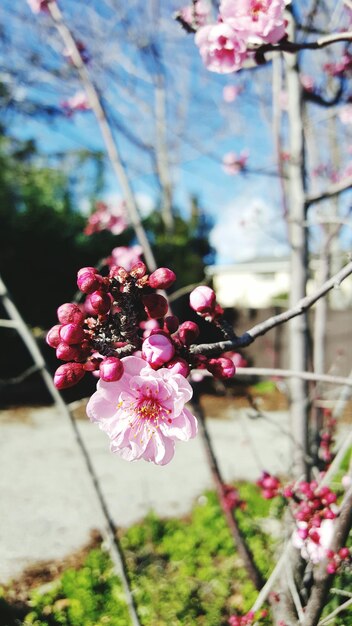 Photo vue rapprochée des fleurs roses qui fleurissent sur l'arbre