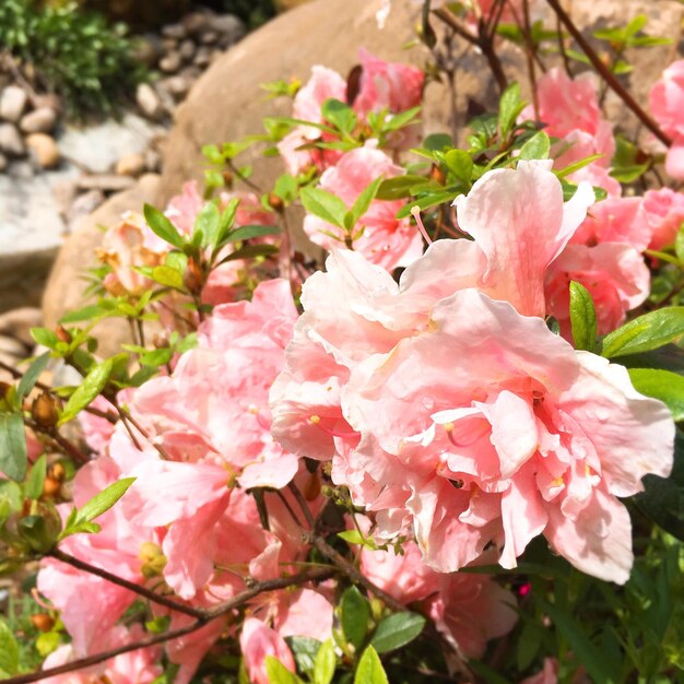 Photo vue rapprochée des fleurs roses qui fleurissent dans le parc